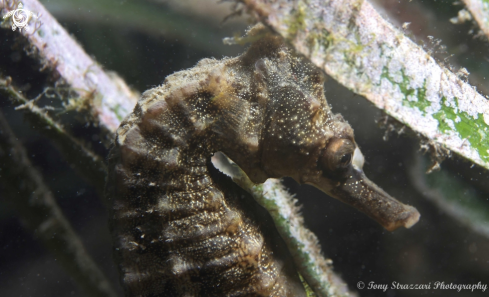 A White's seahorse