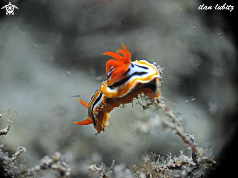 A Chromodoris magnifica | Nudibranch