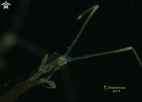 A Skeleton Shrimp