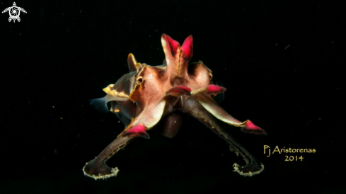 A Flamboyant Cuttlefish