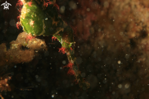 A Halimeda ghost pipefish