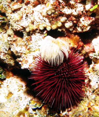 A Protula ciuffo bianco con riccio femmina