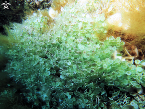 A Acetabularia acetabulum  | ombrellini di mare