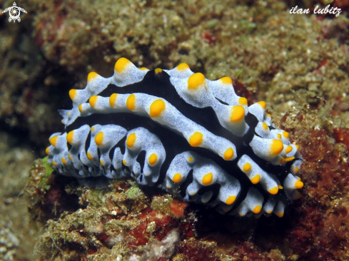 A Phyllidia varicose | Nudibranch