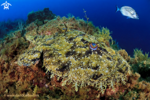 A Lophius Piscatorius | Rape / Baudroie / Anglerfish