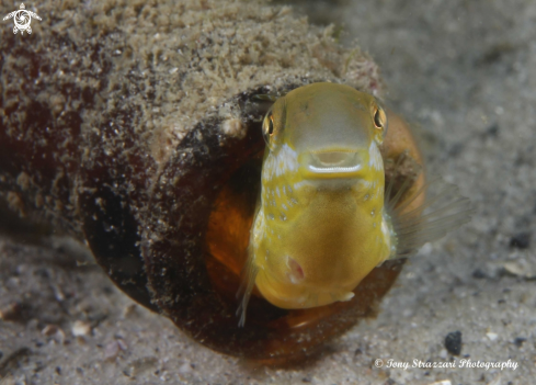 A Hit & Run Fang Blenny