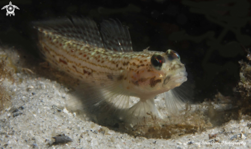 A Rotund Oyster Blenny