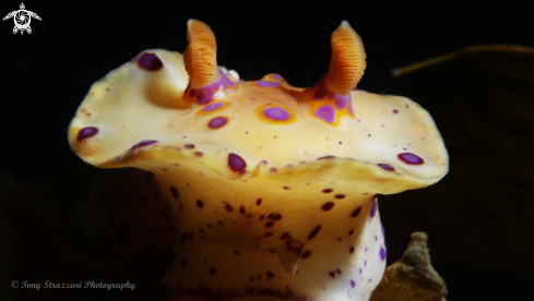 A Short-Tailed Ceratosoma