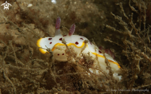 A Splendid Chromodoris