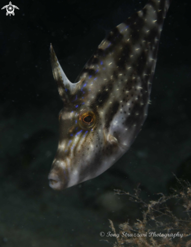 A Rough Leatherjacket