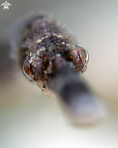 A Bend stick pipefish