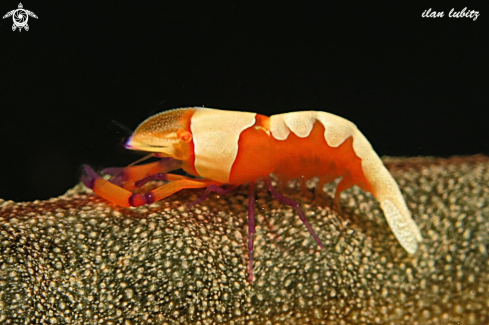 A Periclimenes imperator | shrimp