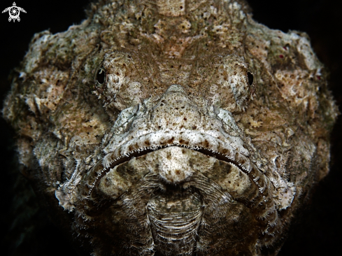 A Scorpaenopsis diabolus | Flasher Scorpionfish