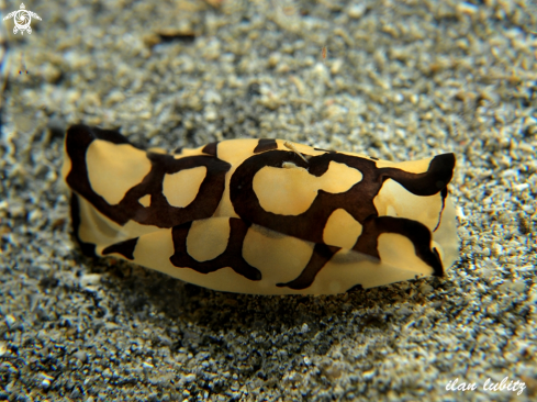 A sea slug