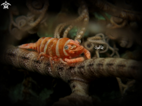 A Basket star shrimp