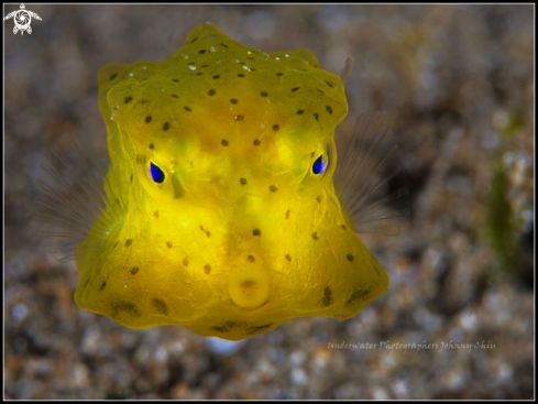 A Yellow Boxfish