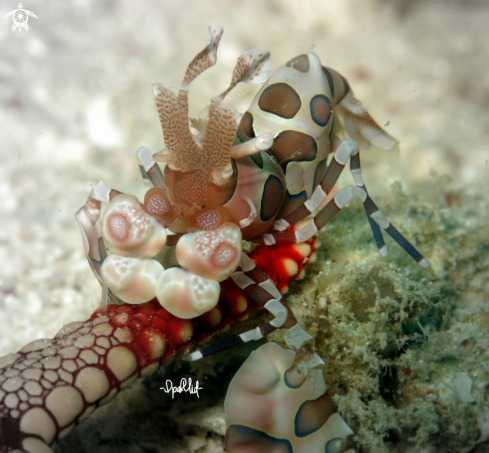 A Hymenocera | Harlequin shrimp