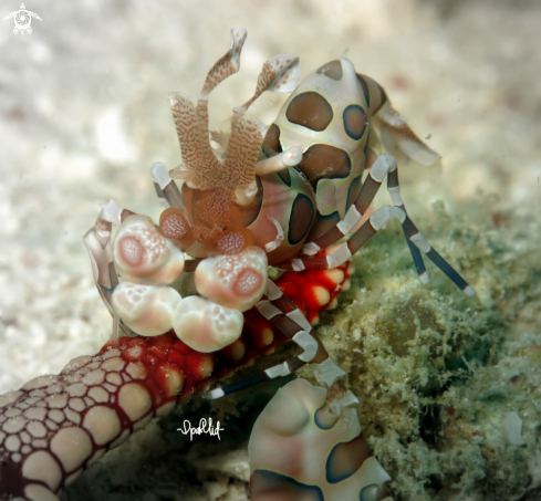 A Harlequin shrimp