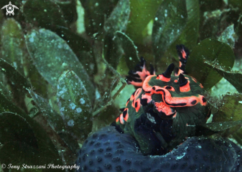 A Donut Nembrotha