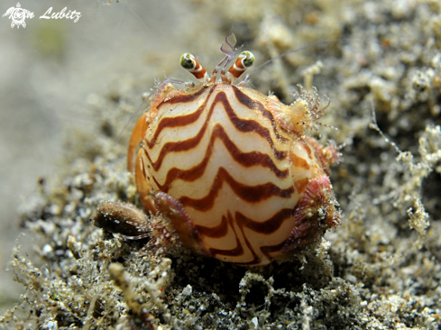 A Paguroidea | hermit crab