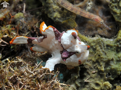 A Antennarius maculatus | frogfish