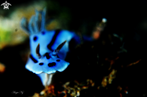 A Chromodoris willani | Nudi