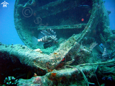 A Lion Fish on Reck 