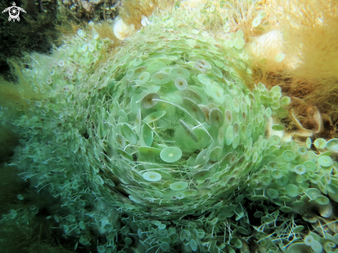 A warping a family of acetabularia