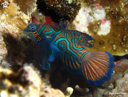 A Synchiropus splendidus | Mandarin fish