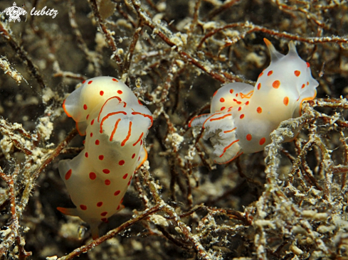 A Gymnodoris ceylonica | Nudibranch