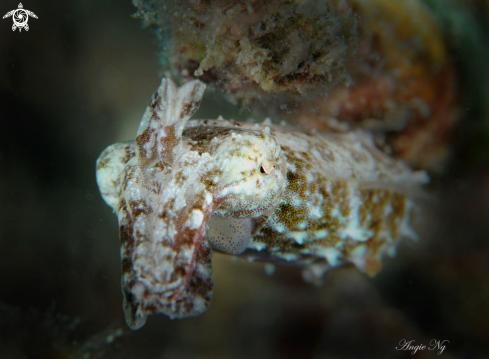 A Cuttlefish 