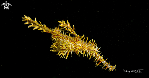 A Ghostpipefish