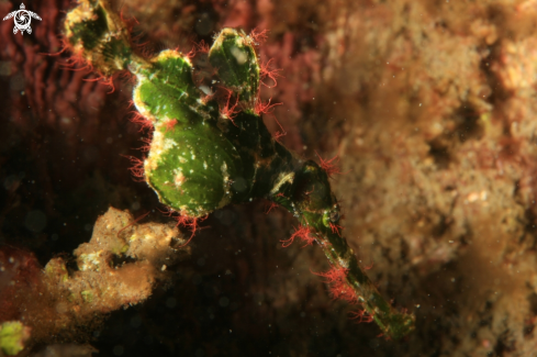 A Solenostomus Halimeda | Halimeda ghost pipefish
