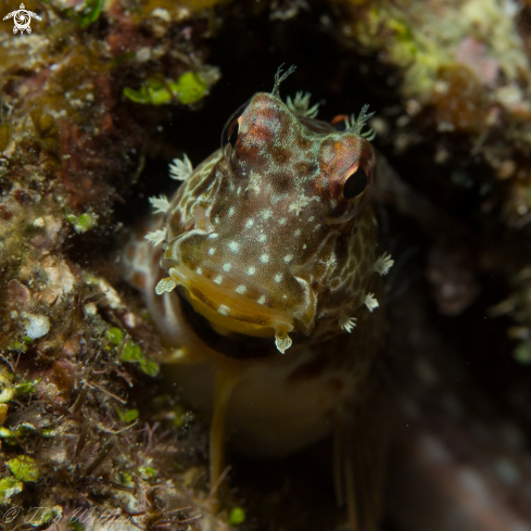 A blenny