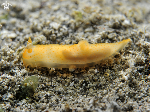 A Gymnodoris citrina | Nudibranch