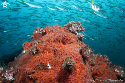 A Jewel anemones and yellowtail scad