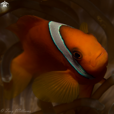 A Amphiprion frenatus | tomato anemone fish