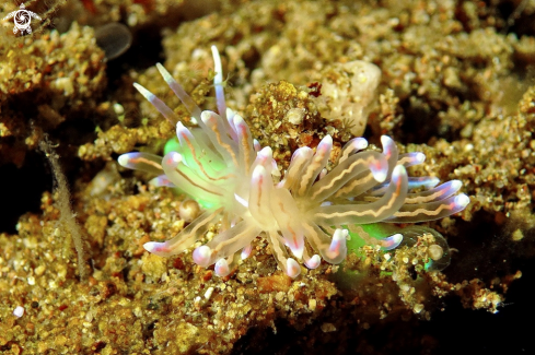 A Phyllodesmium opalescens | sea slug