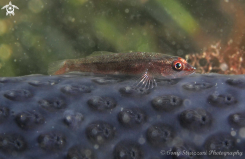 A Goby on a purple ascidian