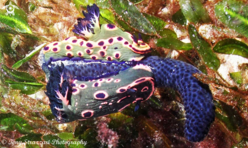 A Donut Nembrotha