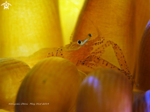 A Anemone Shrimp