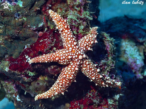 A (Gomophia egyptiaca | sea star