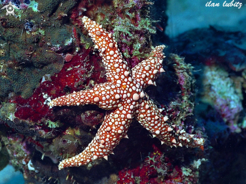 A sea star