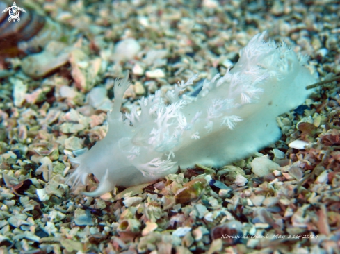 A Tritoniopsis elegans | nudi