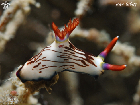 A Nembrotha lineata | Nudibranch