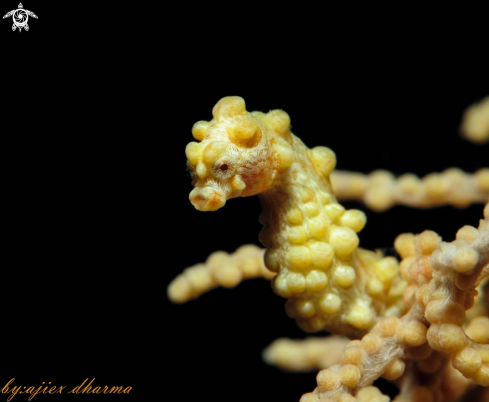 A pygmy seahorse