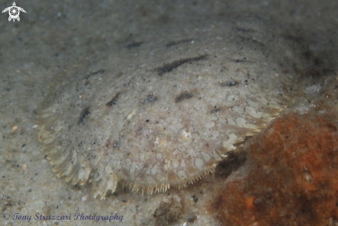 A Southern Peacock Sole