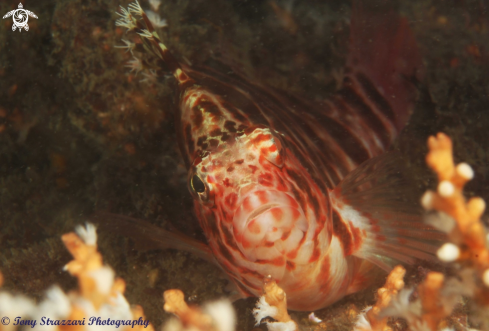 A Blotched Hawkfish