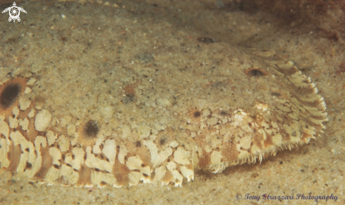 A Southern Peacock Sole