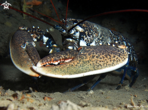 A Homarus gammarus | Astice